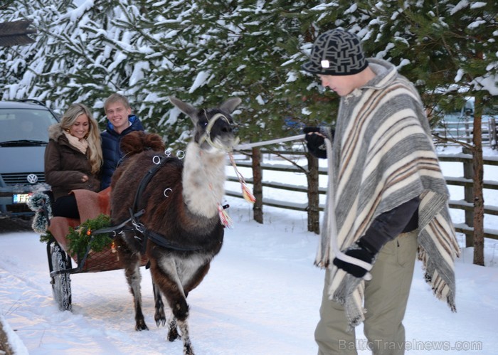Atpūtas komplekss Rakši ziemā piedāvā izbraucienus ar kamieļiem, pastaigas kopā ar lamām, izbraukumus ar sniega motocikliem un citas aktivitātes svaig 88534