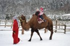 Atpūtas komplekss Rakši ziemā piedāvā izbraucienus ar kamieļiem, pastaigas kopā ar lamām, izbraukumus ar sniega motocikliem un citas aktivitātes svaig 1