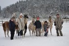 Atpūtas komplekss Rakši ziemā piedāvā izbraucienus ar kamieļiem, pastaigas kopā ar lamām, izbraukumus ar sniega motocikliem un citas aktivitātes svaig 6