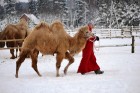 Atpūtas komplekss Rakši ziemā piedāvā izbraucienus ar kamieļiem, pastaigas kopā ar lamām, izbraukumus ar sniega motocikliem un citas aktivitātes svaig 7