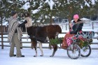 Atpūtas komplekss Rakši ziemā piedāvā izbraucienus ar kamieļiem, pastaigas kopā ar lamām, izbraukumus ar sniega motocikliem un citas aktivitātes svaig 11