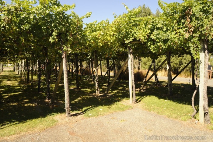 Dienvidsalas apmeklējuma aplis sākās ar vīnu darītavām - Blenheim. Tur var degustēt visaugstākās klases vīnus Jaunzēlandē - www.traveltime.lv 89468