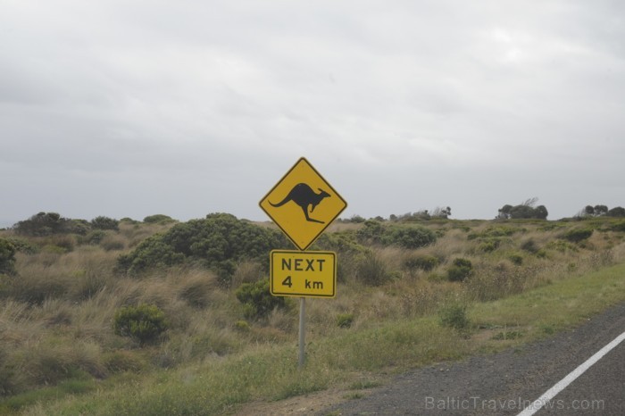 Visā Austrālijā ir šādas zīmes, lai brīdinātu, ka ir jāuzmanās no ķenguriem uz ceļa - www.traveltime.lv 89573