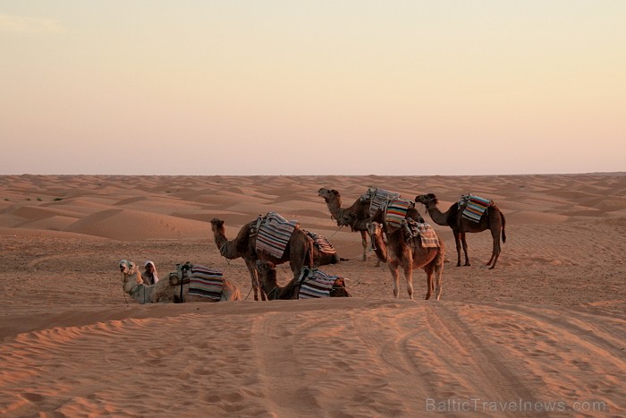 Dodies ar kamieli iepazīt Sahāras saullēktu Tunisijā. Vairāk informācijas par Tunisiju kā tūrisma galamērķi www.tourisme.gov.tn 90027