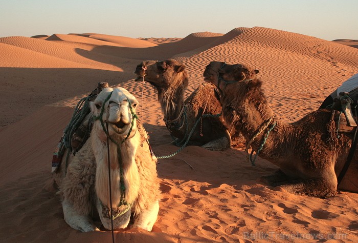 Dodies ar kamieli iepazīt Sahāras saullēktu Tunisijā. Vairāk informācijas par Tunisiju kā tūrisma galamērķi www.tourisme.gov.tn 90035