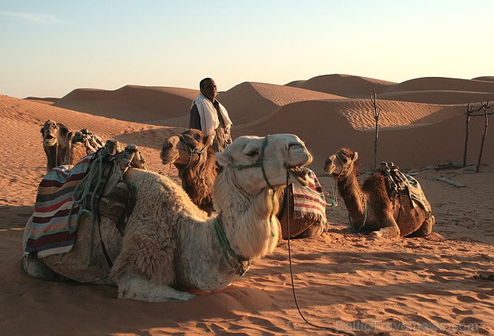 Dodies ar kamieli iepazīt Sahāras saullēktu Tunisijā. Vairāk informācijas par Tunisiju kā tūrisma galamērķi www.tourisme.gov.tn 90036