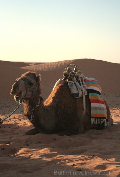 Dodies ar kamieli iepazīt Sahāras saullēktu Tunisijā. Vairāk informācijas par Tunisiju kā tūrisma galamērķi www.tourisme.gov.tn 90038