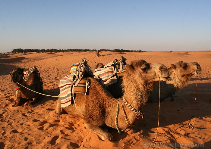 Dodies ar kamieli iepazīt Sahāras saullēktu Tunisijā. Vairāk informācijas par Tunisiju kā tūrisma galamērķi www.tourisme.gov.tn 90043