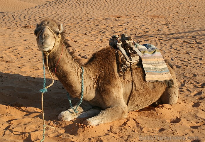 Dodies ar kamieli iepazīt Sahāras saullēktu Tunisijā. Vairāk informācijas par Tunisiju kā tūrisma galamērķi www.tourisme.gov.tn 90045