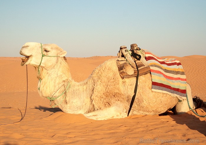 Dodies ar kamieli iepazīt Sahāras saullēktu Tunisijā. Vairāk informācijas par Tunisiju kā tūrisma galamērķi www.tourisme.gov.tn 90047