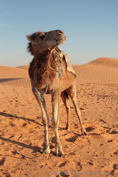 Dodies ar kamieli iepazīt Sahāras saullēktu Tunisijā. Vairāk informācijas par Tunisiju kā tūrisma galamērķi www.tourisme.gov.tn 90048