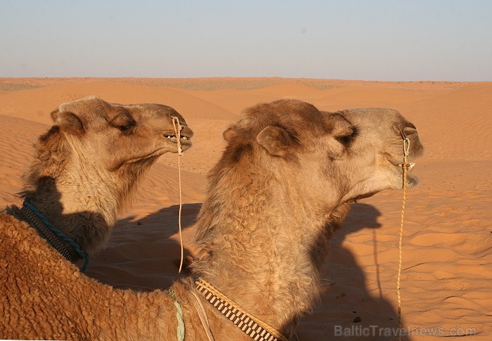 Dodies ar kamieli iepazīt Sahāras saullēktu Tunisijā. Vairāk informācijas par Tunisiju kā tūrisma galamērķi www.tourisme.gov.tn 90050