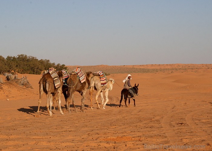 Dodies ar kamieli iepazīt Sahāras saullēktu Tunisijā. Vairāk informācijas par Tunisiju kā tūrisma galamērķi www.tourisme.gov.tn 90054