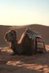 Dodies ar kamieli iepazīt Sahāras saullēktu Tunisijā. Vairāk informācijas par Tunisiju kā tūrisma galamērķi www.tourisme.gov.tn 12
