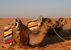 Dodies ar kamieli iepazīt Sahāras saullēktu Tunisijā. Vairāk informācijas par Tunisiju kā tūrisma galamērķi www.tourisme.gov.tn 14