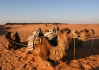Dodies ar kamieli iepazīt Sahāras saullēktu Tunisijā. Vairāk informācijas par Tunisiju kā tūrisma galamērķi www.tourisme.gov.tn 17