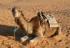 Dodies ar kamieli iepazīt Sahāras saullēktu Tunisijā. Vairāk informācijas par Tunisiju kā tūrisma galamērķi www.tourisme.gov.tn 19