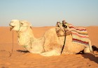 Dodies ar kamieli iepazīt Sahāras saullēktu Tunisijā. Vairāk informācijas par Tunisiju kā tūrisma galamērķi www.tourisme.gov.tn 21