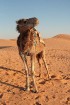 Dodies ar kamieli iepazīt Sahāras saullēktu Tunisijā. Vairāk informācijas par Tunisiju kā tūrisma galamērķi www.tourisme.gov.tn 22