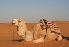 Dodies ar kamieli iepazīt Sahāras saullēktu Tunisijā. Vairāk informācijas par Tunisiju kā tūrisma galamērķi www.tourisme.gov.tn 23