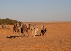 Dodies ar kamieli iepazīt Sahāras saullēktu Tunisijā. Vairāk informācijas par Tunisiju kā tūrisma galamērķi www.tourisme.gov.tn 28