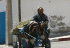 Douz – ir tipisks Tunisijas ciemats tuksnesī: tirdziņos šeit var nopirkt berberu rotaslietas un kamieļu ādas izstrādājumus, iedzīvotāji audzina vēja s 15