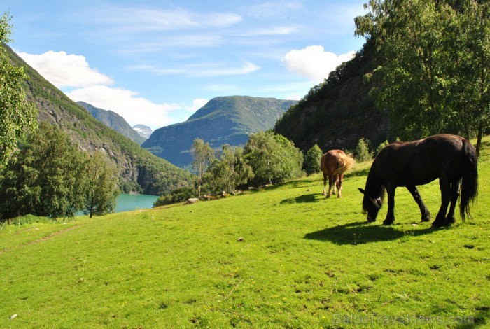 Sognefjords ir pats garākais fjords pasaulē un tiek saukts par fjordu karali. Tas ir 219 kilometru garš, sešus kilometrus plats un līdz pat 1308 metru 90856