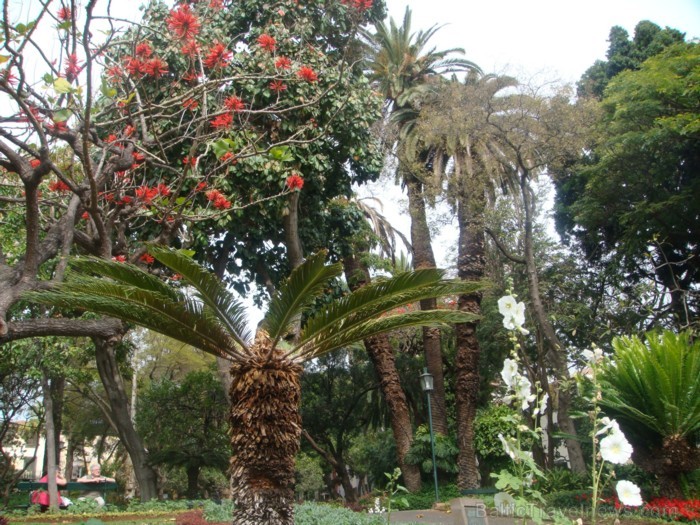 Funšala, Madeiras galvaspilsēta, slavena ar saviem ziediem. Zied mimozas, koraļkoki, kamēlijas, orhidejas, bugenvillijas, tulpju koki, magnolijas... G 91093