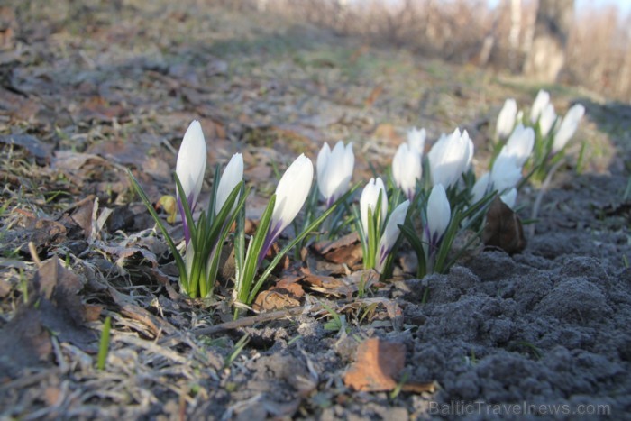 Lauču akmens Vidzemes jūrmalā 2013, aprīlis 92564