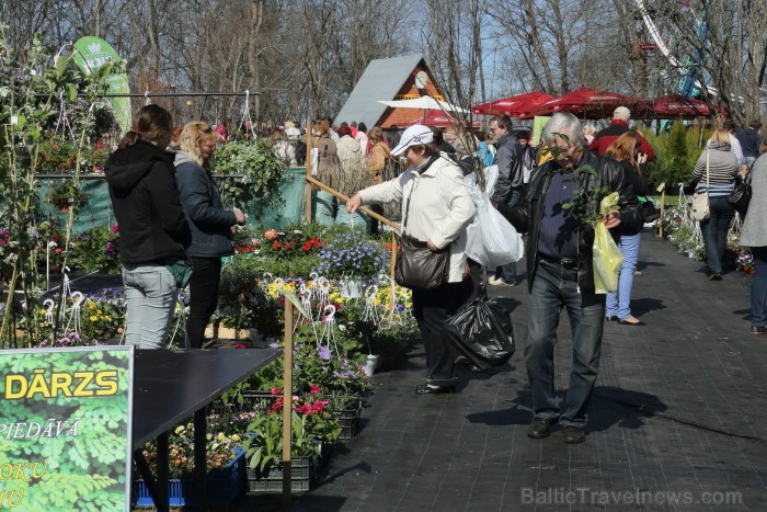 Siguldas Svētku laukumā 03. - 04.05.2013 norisinās 10. Stādu parāde, kas katru pavasari pulcina stādaudzētājus un dārzkopjus no visas Latvijas. Foto:  93409