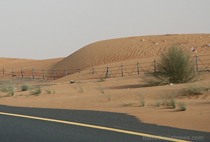 Daudzas Dubaijas autostrādes ir apjostas ar žogu, kuram jāpasargā autovadītāji no sadursmes ar dzīvniekiem 94238