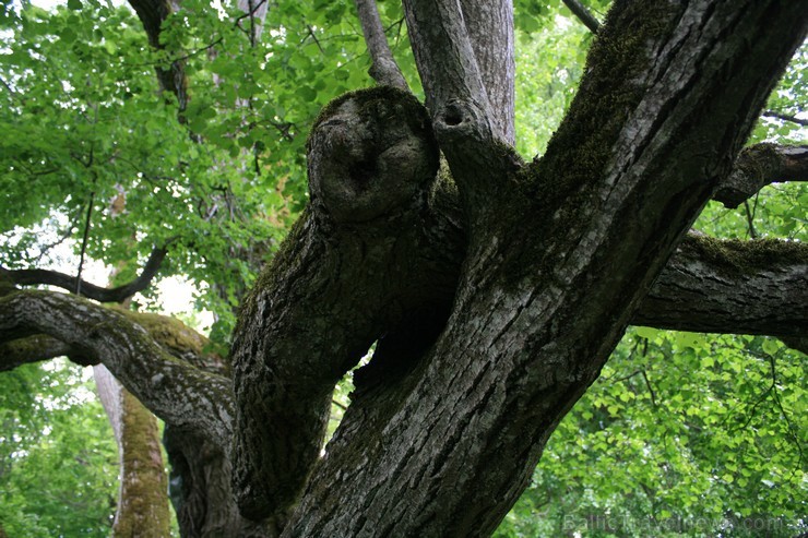 Aprēķināts, ka liepa ir 350 - 400 gadus veca, tās stumbra apkārtmērs ir 8,8 metri, bet vaingaga platums - 19 x 26 metri. Tā ir resnākā liepa Baltijas  95335