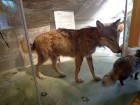 Muzejā var iepazīties ar Igaunijas kultūrvēsturi, dabu un dzīvniekiem 19