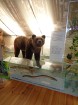 Brūnais lācis ir Igaunijas lielākais plēsīgais zvērs 24