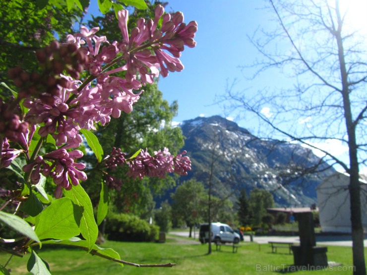 Ilgi gaidītais pavasaris ir klāt arī Norvēģijas kalnos. 96467