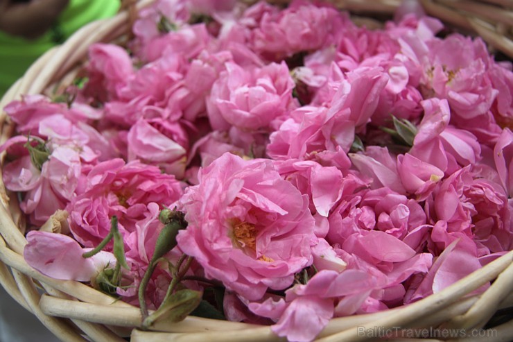 Travelnews.lv apmeklē Rožu ieleju Bulgārijā un novēro rožu eļļas iegūšanas procesu. Foto sponsors: www.GoAdventure.lv 100219
