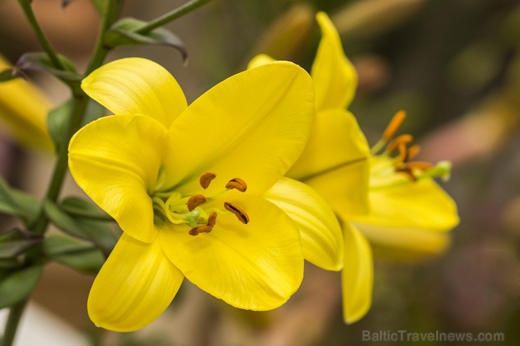 Dabas muzejā apskatāma izstāde «Cēlās lilijas» 100426