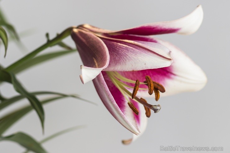 Dabas muzejā apskatāma izstāde «Cēlās lilijas» 100428