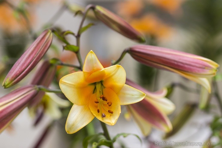 Dabas muzejā apskatāma izstāde «Cēlās lilijas» 100437