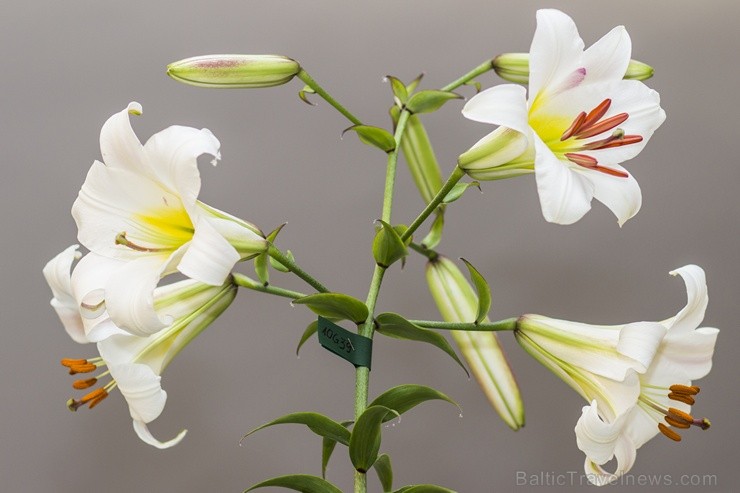 Latvijas Dabas muzejā no 18. līdz 21. jūlijam ir aplūkojama biedrības Lilium Balticum organizētā izstāde Cēlās lilijas 100445