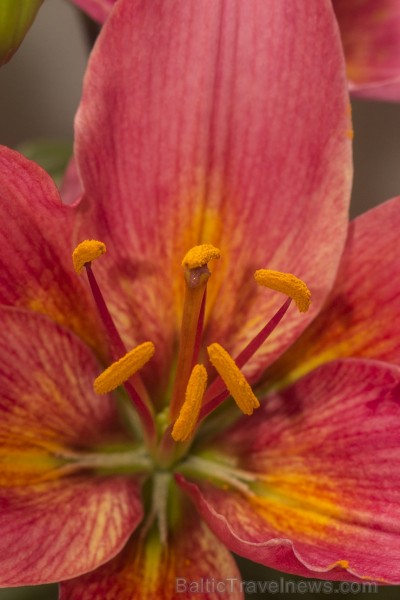 Dabas muzejā apskatāma izstāde «Cēlās lilijas» 100448