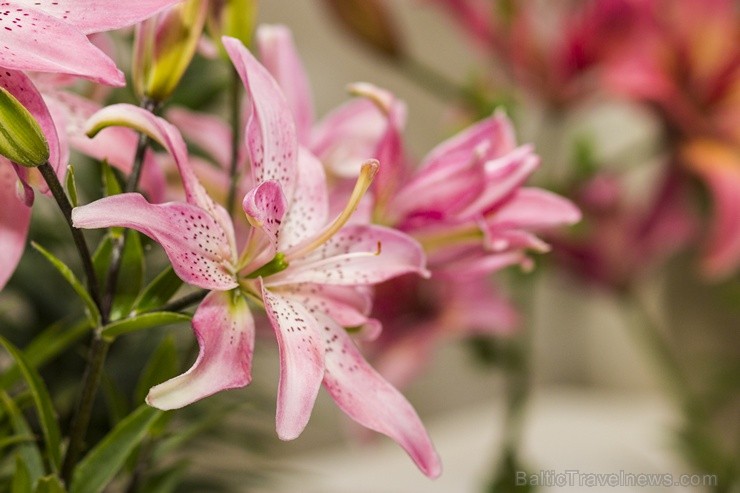 Dabas muzejā apskatāma izstāde «Cēlās lilijas» 100449