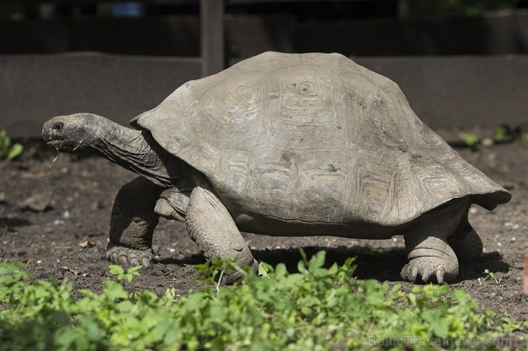 Ir nosvērtas 20 gadus vecās Galapagu bruņrupucienes Trīne un Čelsija 103351