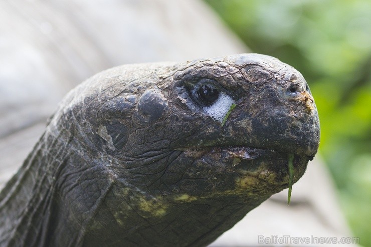 Ir nosvērtas 20 gadus vecās Galapagu bruņrupucienes Trīne un Čelsija 103352