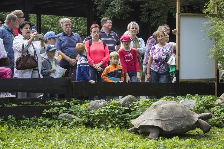 Ir nosvērtas 20 gadus vecās Galapagu bruņrupucienes Trīne un Čelsija 103355