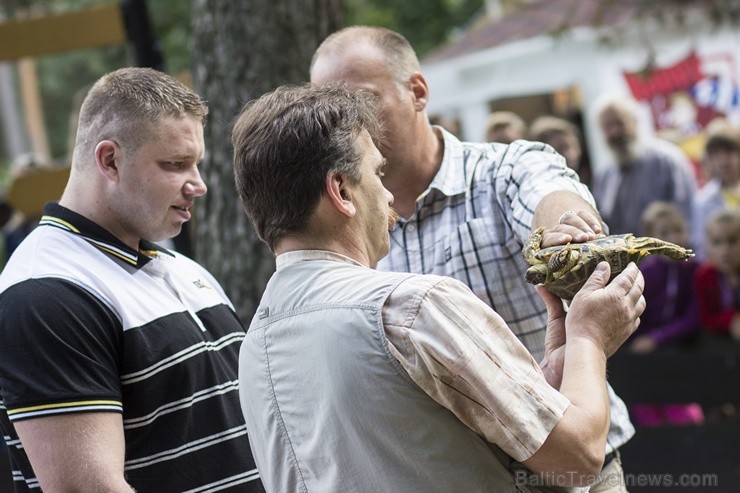 Ir nosvērtas 20 gadus vecās Galapagu bruņrupucienes Trīne un Čelsija 103358