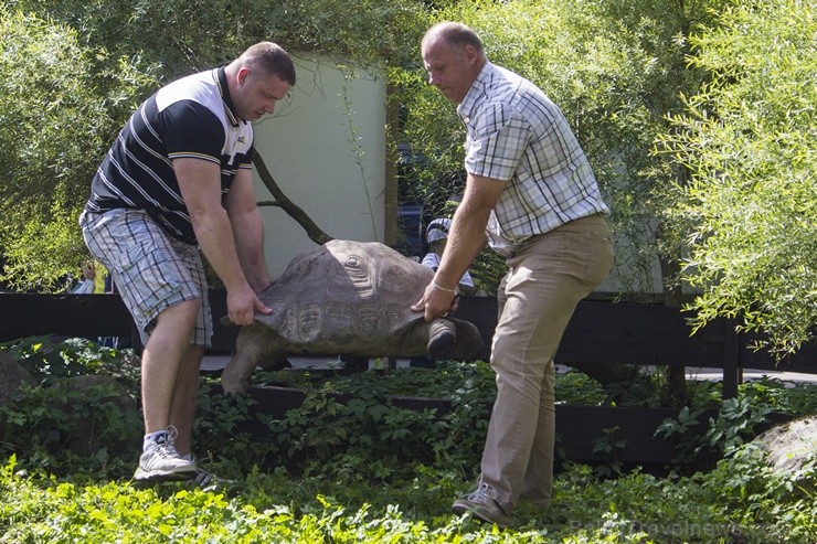 Ir nosvērtas 20 gadus vecās Galapagu bruņrupucienes Trīne un Čelsija 103359