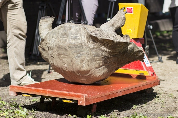 Ir nosvērtas 20 gadus vecās Galapagu bruņrupucienes Trīne un Čelsija 103361