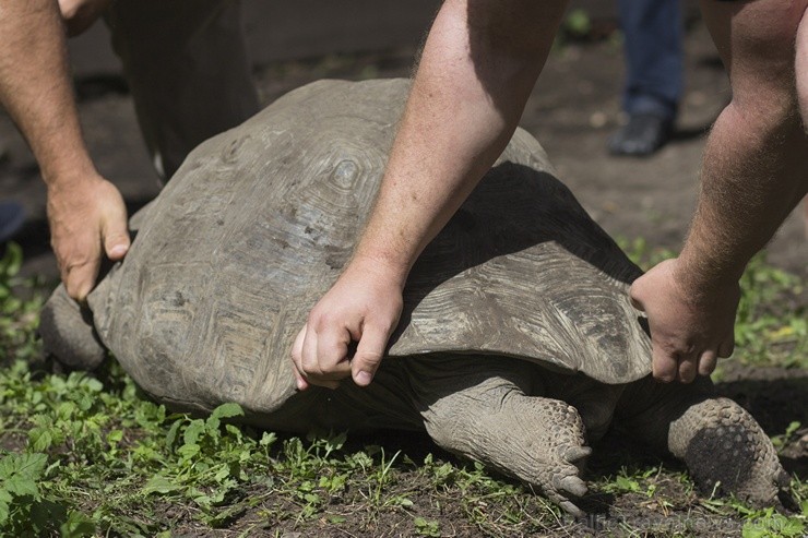 Ir nosvērtas 20 gadus vecās Galapagu bruņrupucienes Trīne un Čelsija 103362