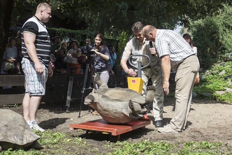 Ir nosvērtas 20 gadus vecās Galapagu bruņrupucienes Trīne un Čelsija 103365